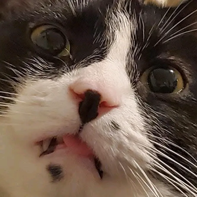 @necromeowncer