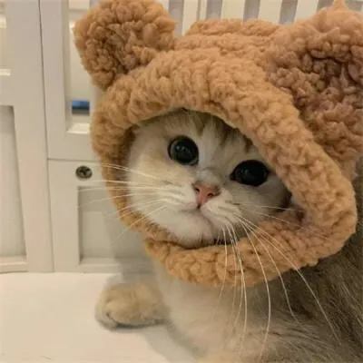 petbehavior649