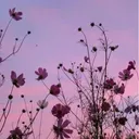@starry.rants8