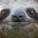 @hi_im_sloth1010101010