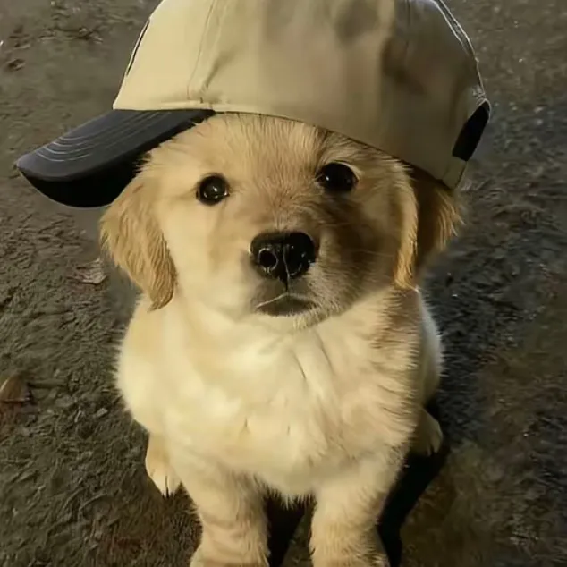 babyk9s_gaming_channel