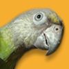 learnparrots