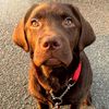 joy_thechocolatelab