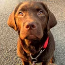 @joy_thechocolatelab