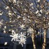 joleegarden