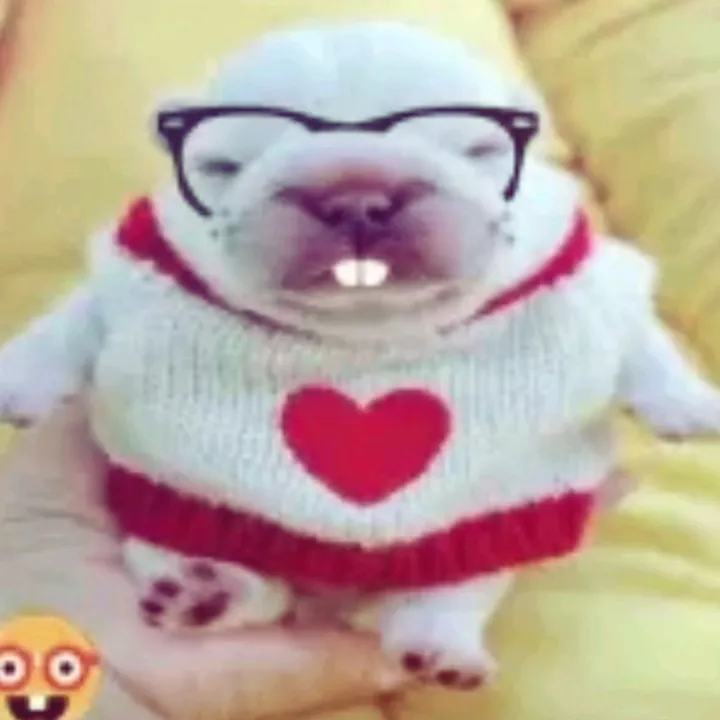 @misterrobopants