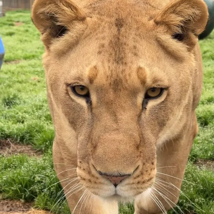 cedarhillanimalsanctuary