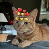 hannah_fvox