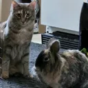 @bellethebunny2.0andcoco