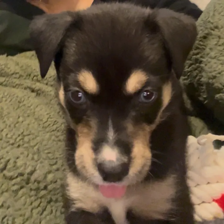 erzathepup
