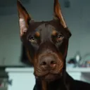 @roycethereddobie