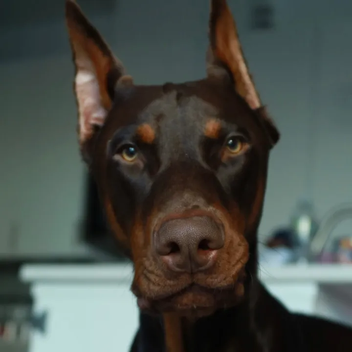 @roycethereddobie