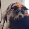 rainbowrottiedog