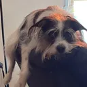 @rainbowrottiedog