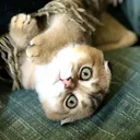 @puffindoestricks