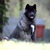 raika.akita