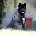 @raika.akita