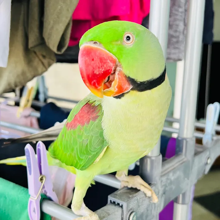 parrot_mang0