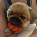 @pickles.victoria