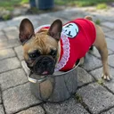 @frenchbuldogmaya
