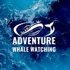 adventurewhalewatching