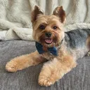 @houstontheeyorkie_