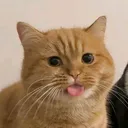 @clap_h