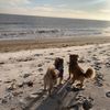 bonnie_and_dixie