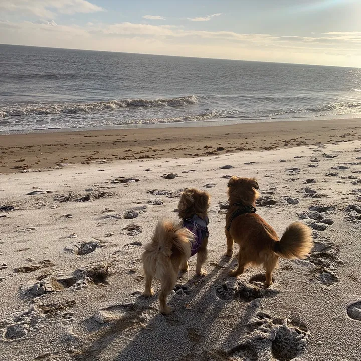 @bonnie_and_dixie