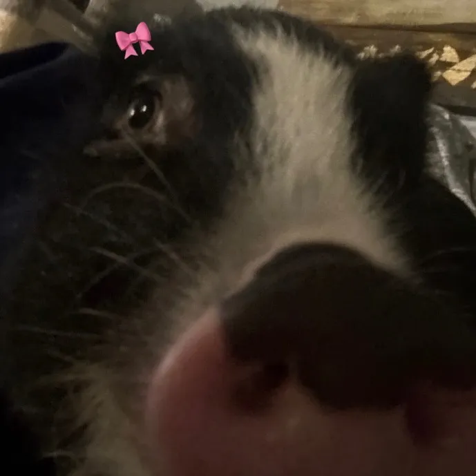 merki_the_pig