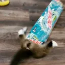 @vaderthecat__