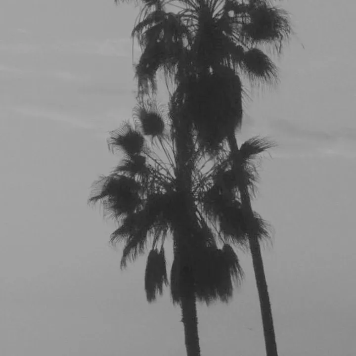 @secret23palm