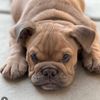 maravilla_bulldogz