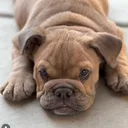@maravilla_bulldogz