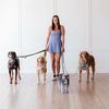 dallas_dog_walker