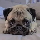 @moka_lapug