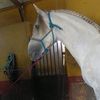 fran_arcos_oficial