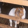 velaro.farm