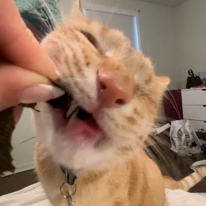@juno.the.one.eyed.cat