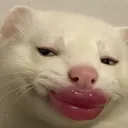 @fosuaa12345
