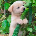 @jingzhang600