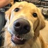 goldy.boy.beau