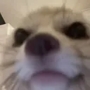 @fozydoe