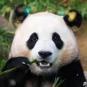 @cuteanimals_365