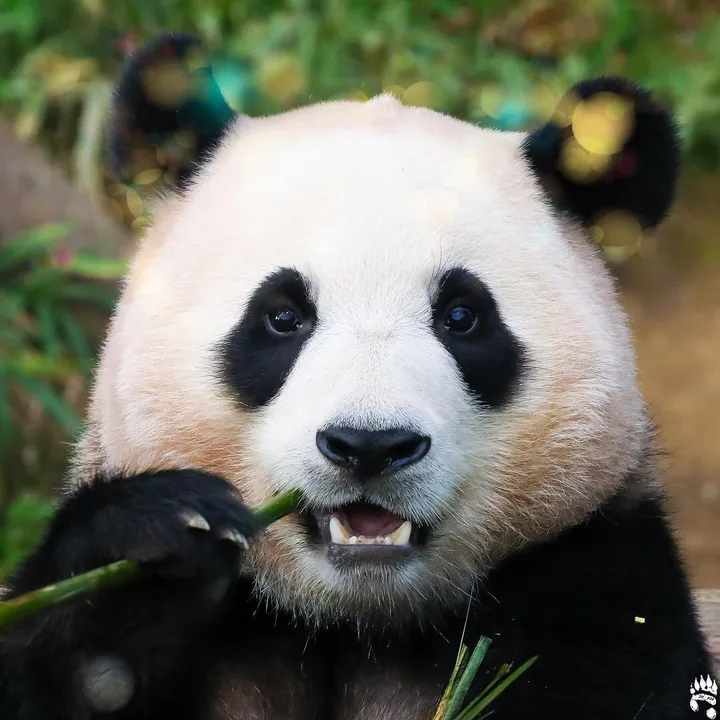 @cuteanimals_365