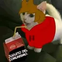 @gata_del_tody