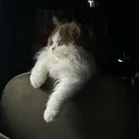 @kitty.catcentral