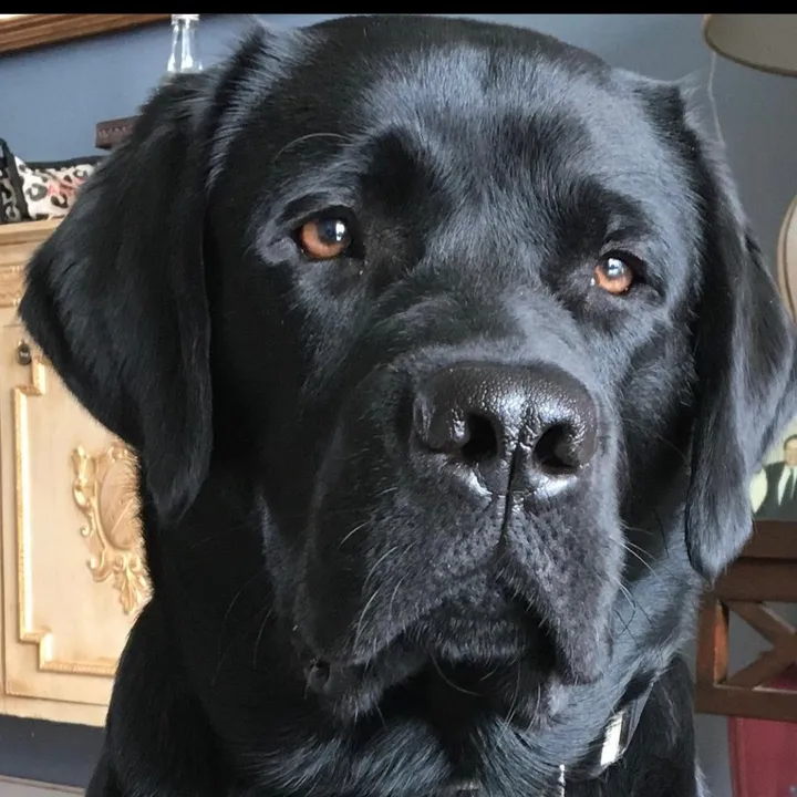 blacklab_buddie