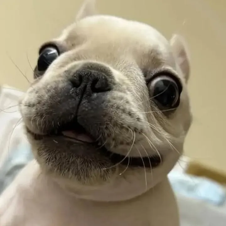 @n9nedagger