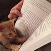 plys.bookish.stuff